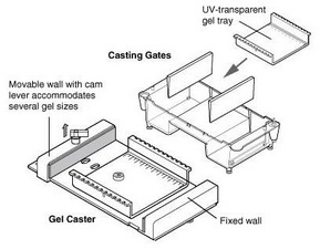 Bio-rad美國伯樂小型水平電泳槽Mini-Sub Cell GT Cell1704406